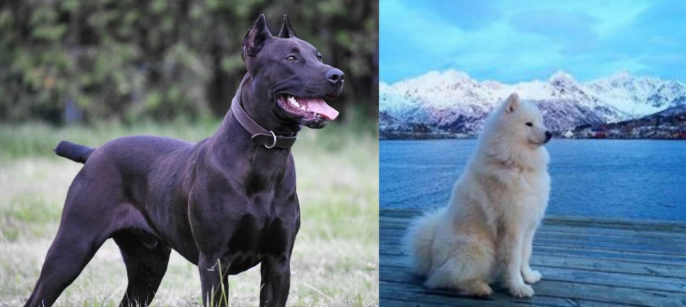 Samoyed vs Canis Panther - Breed Comparison