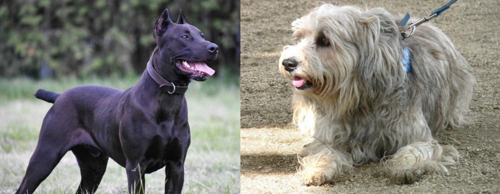 Sapsali vs Canis Panther - Breed Comparison