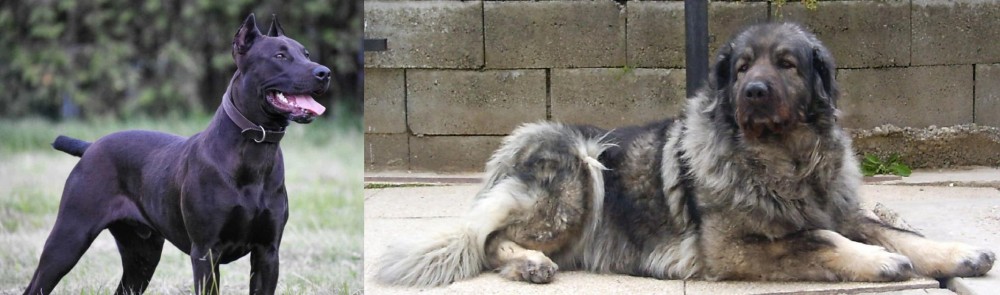 Sarplaninac vs Canis Panther - Breed Comparison