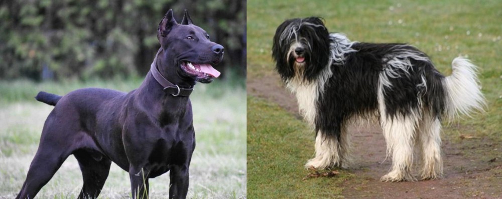 Schapendoes vs Canis Panther - Breed Comparison