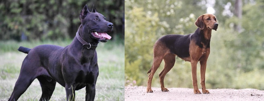 Schillerstovare vs Canis Panther - Breed Comparison