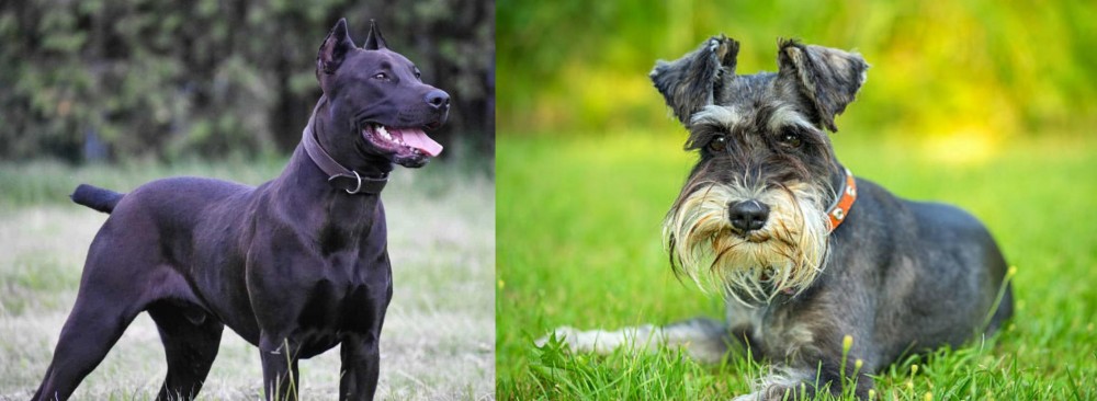 Schnauzer vs Canis Panther - Breed Comparison