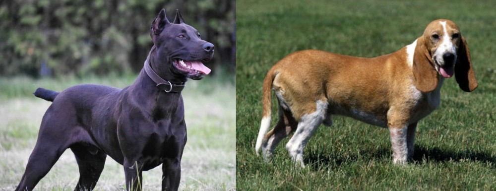 Schweizer Niederlaufhund vs Canis Panther - Breed Comparison