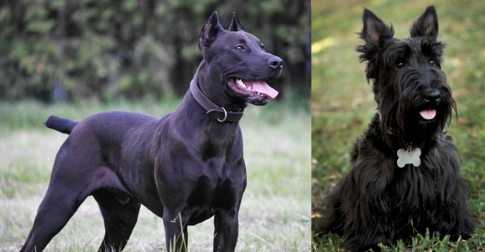 Scoland Terrier vs Canis Panther - Breed Comparison