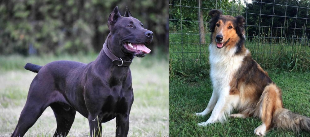 Scotch Collie vs Canis Panther - Breed Comparison