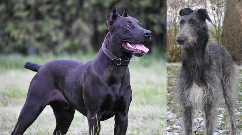 Scottish Deerhound vs Canis Panther - Breed Comparison