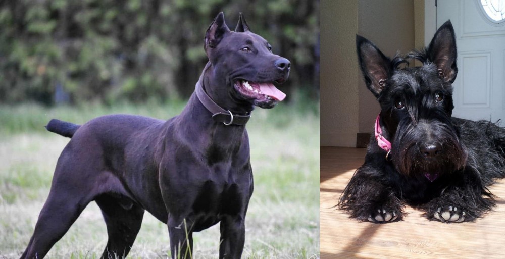 Scottish Terrier vs Canis Panther - Breed Comparison