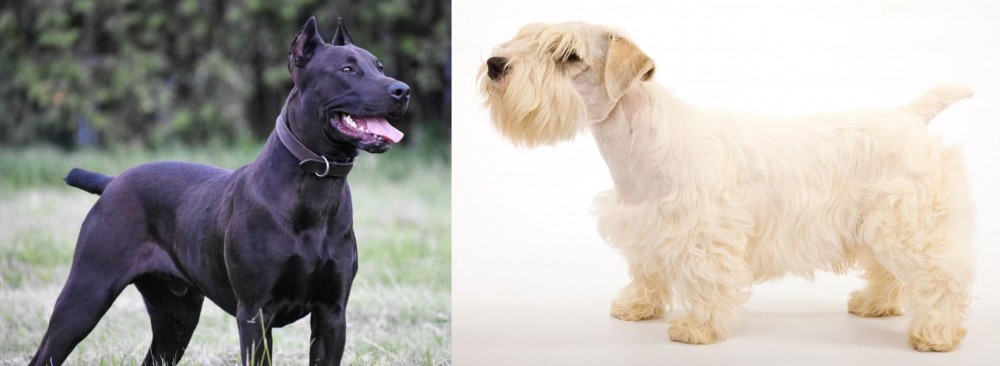 Sealyham Terrier vs Canis Panther - Breed Comparison