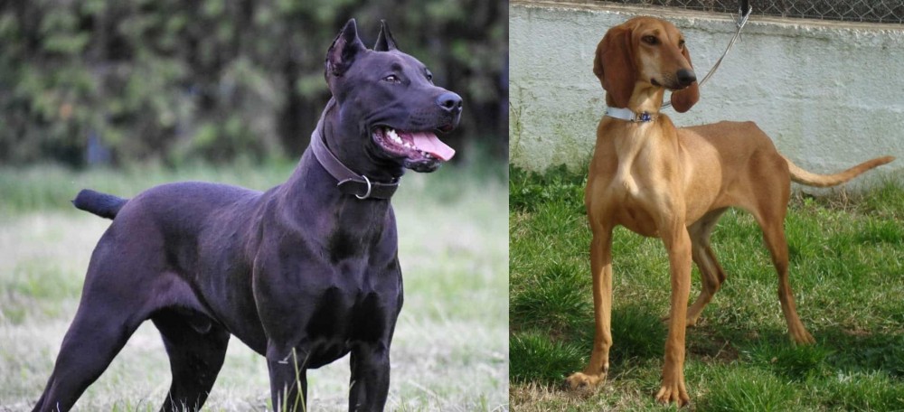 Segugio Italiano vs Canis Panther - Breed Comparison