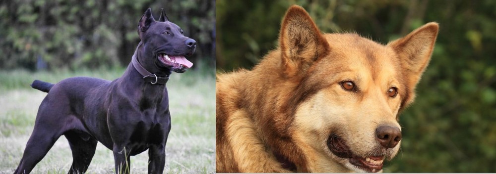 Seppala Siberian Sleddog vs Canis Panther - Breed Comparison