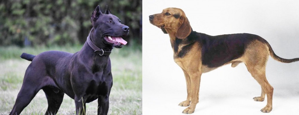 Serbian Hound vs Canis Panther - Breed Comparison