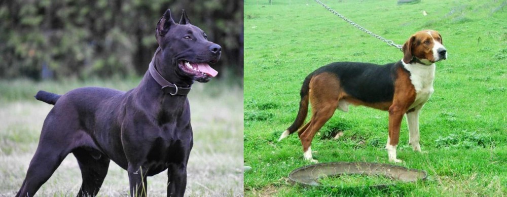 Serbian Tricolour Hound vs Canis Panther - Breed Comparison