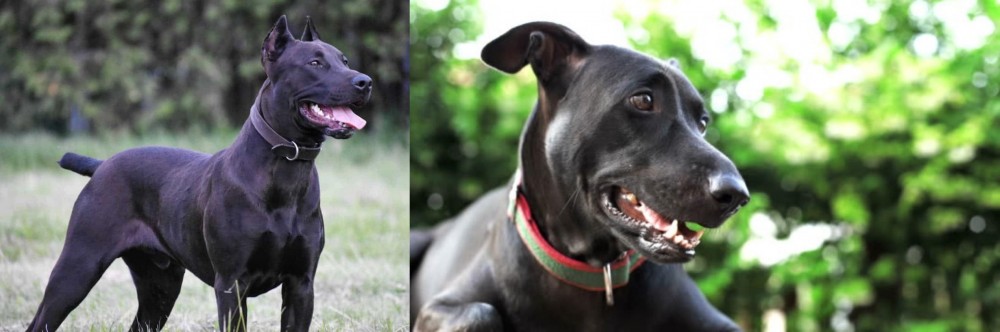 Shepard Labrador vs Canis Panther - Breed Comparison