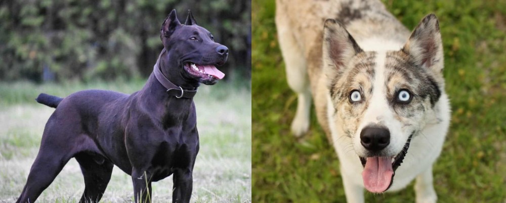 Shepherd Husky vs Canis Panther - Breed Comparison