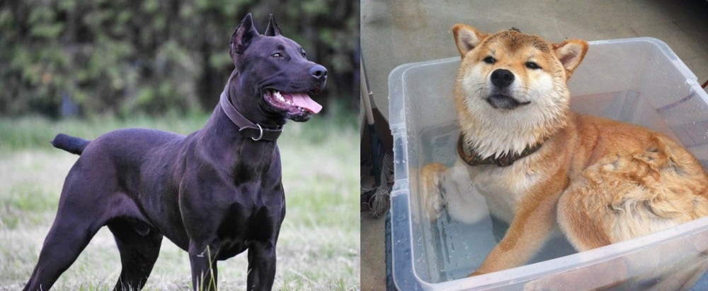 Shiba Inu vs Canis Panther - Breed Comparison