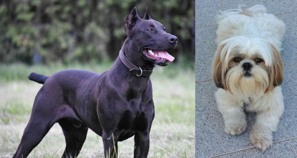 Shih Tzu vs Canis Panther - Breed Comparison