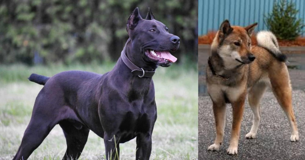 Shikoku vs Canis Panther - Breed Comparison