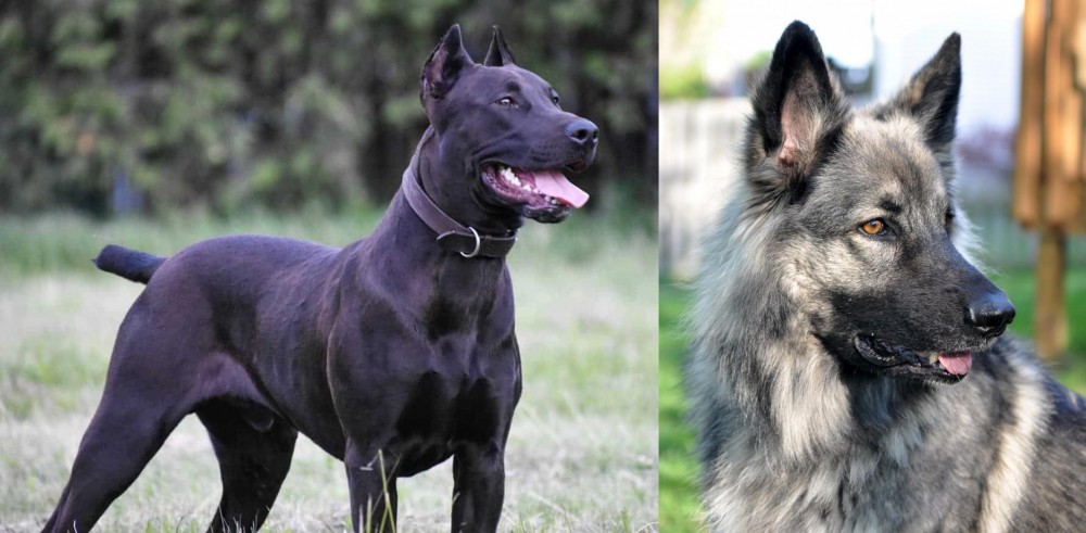Shiloh Shepherd vs Canis Panther - Breed Comparison