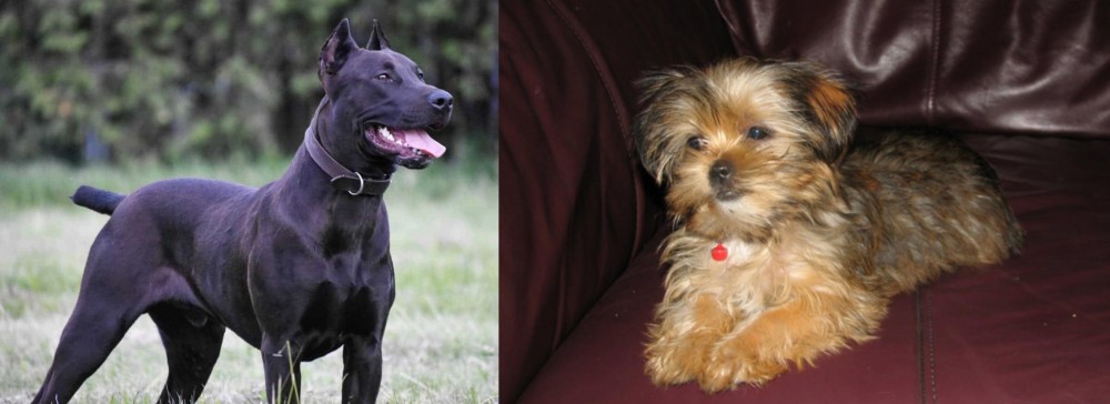 Shorkie vs Canis Panther - Breed Comparison