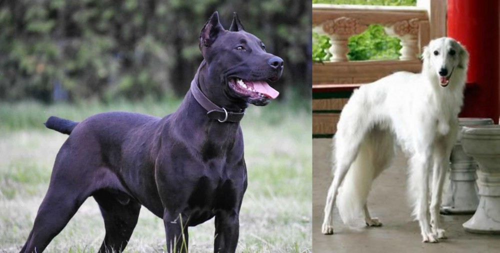 Silken Windhound vs Canis Panther - Breed Comparison