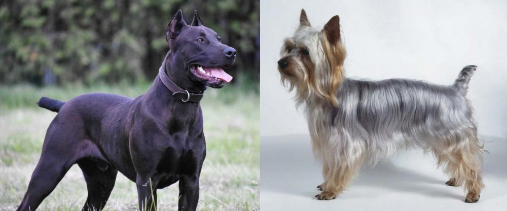 Silky Terrier vs Canis Panther - Breed Comparison