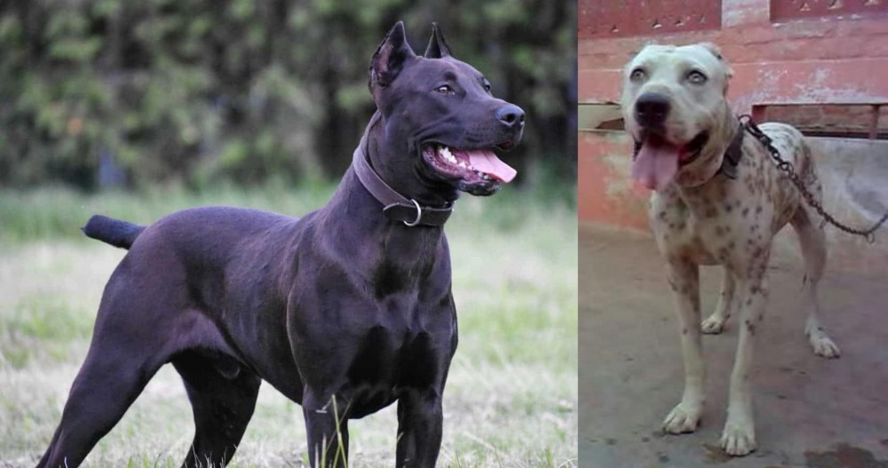 Sindh Mastiff vs Canis Panther - Breed Comparison