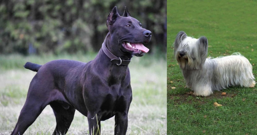 Skye Terrier vs Canis Panther - Breed Comparison