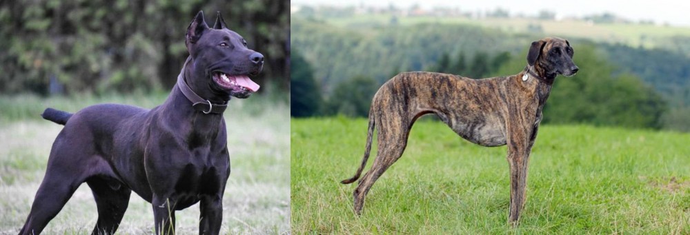Sloughi vs Canis Panther - Breed Comparison