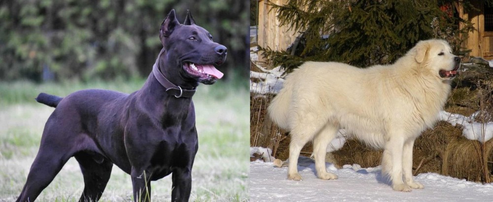 Slovak Cuvac vs Canis Panther - Breed Comparison