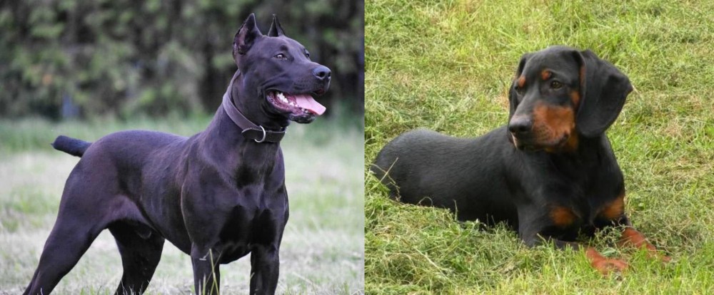 Slovakian Hound vs Canis Panther - Breed Comparison