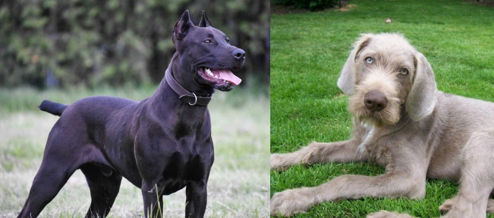 Slovakian Rough Haired Pointer vs Canis Panther - Breed Comparison