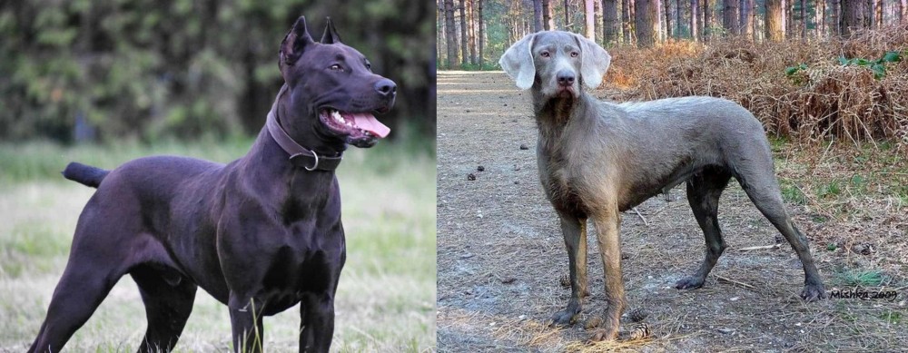 Slovensky Hrubosrsty Stavac vs Canis Panther - Breed Comparison
