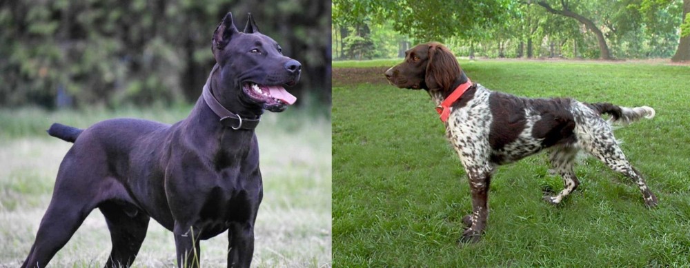 Small Munsterlander vs Canis Panther - Breed Comparison