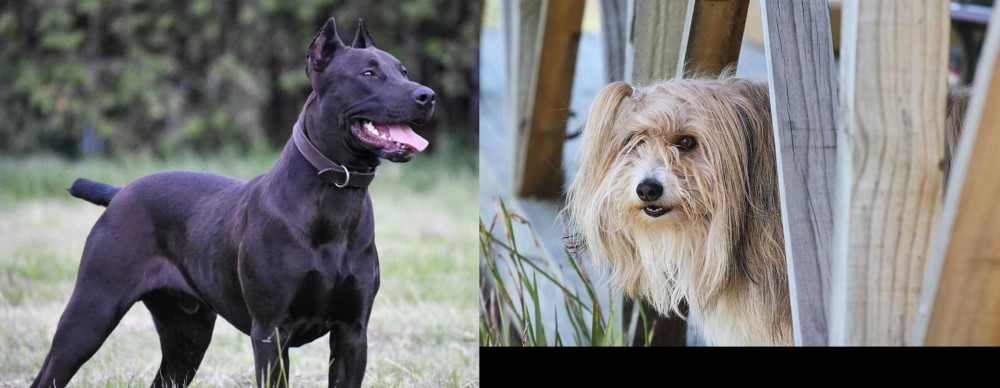 Smithfield vs Canis Panther - Breed Comparison