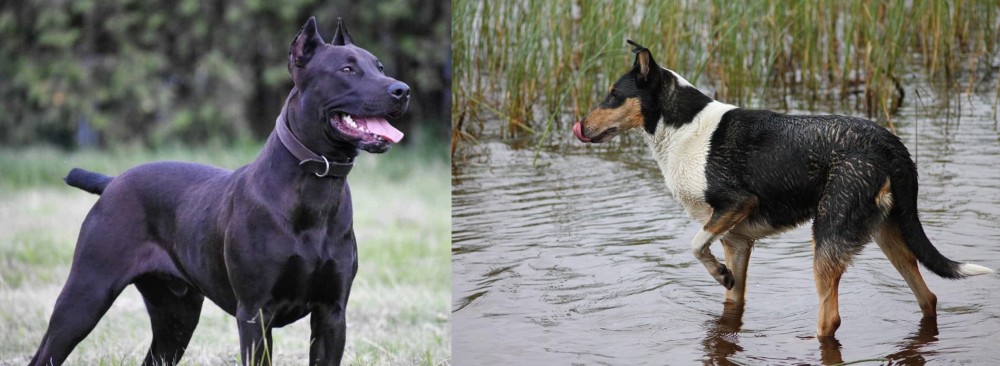 Smooth Collie vs Canis Panther - Breed Comparison