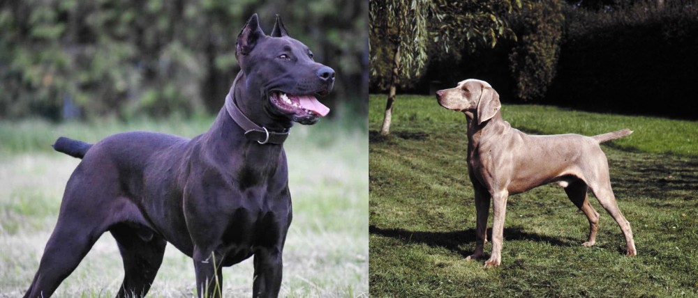 Smooth Haired Weimaraner vs Canis Panther - Breed Comparison
