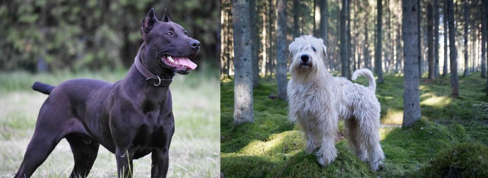 Soft-Coated Wheaten Terrier vs Canis Panther - Breed Comparison