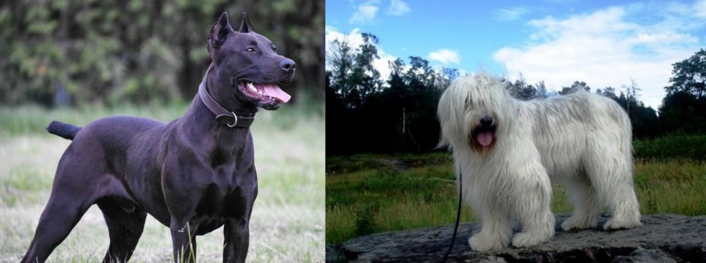 South Russian Ovcharka vs Canis Panther - Breed Comparison