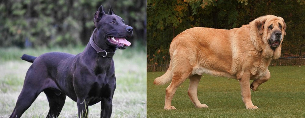 Spanish Mastiff vs Canis Panther - Breed Comparison