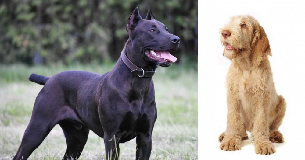 Spinone Italiano vs Canis Panther - Breed Comparison