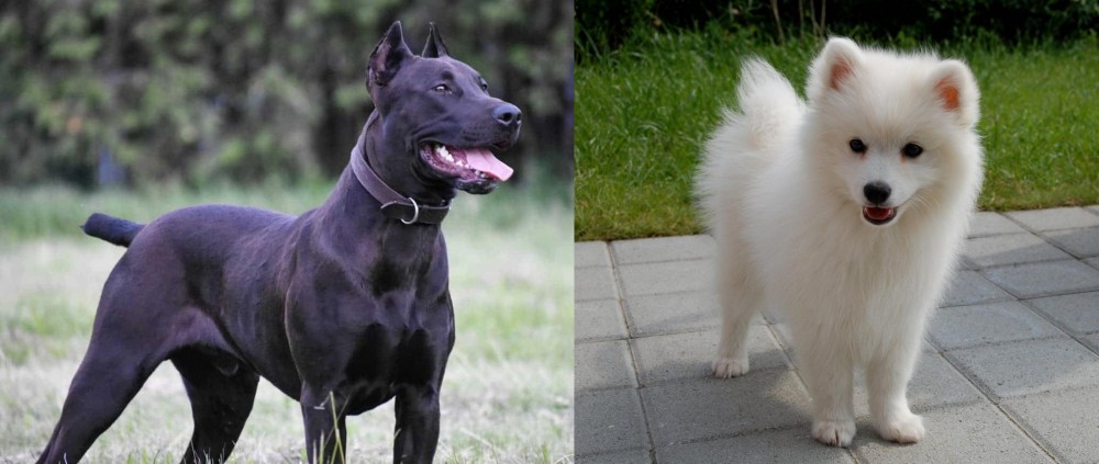 Spitz vs Canis Panther - Breed Comparison