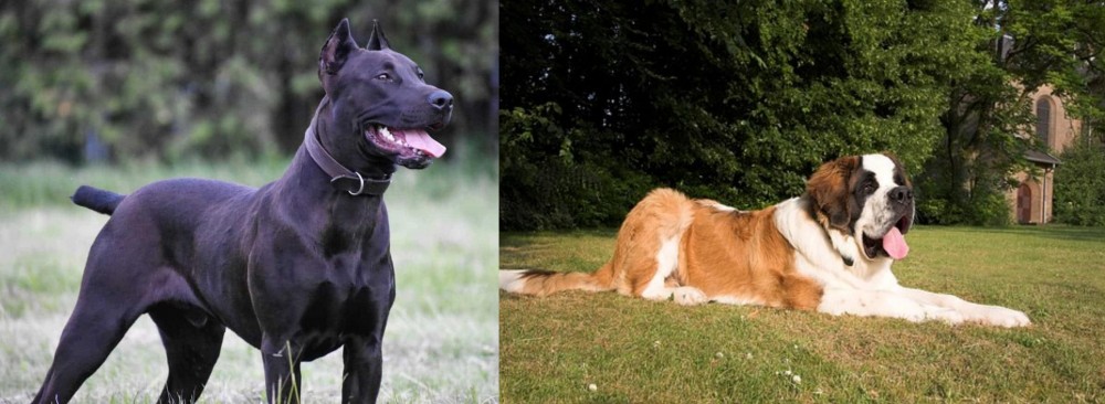 St. Bernard vs Canis Panther - Breed Comparison