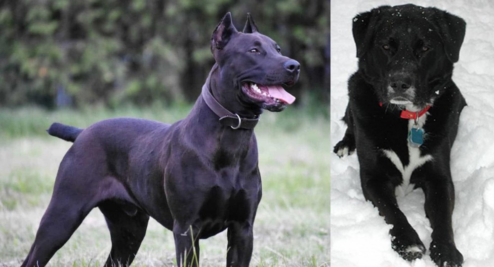 St. John's Water Dog vs Canis Panther - Breed Comparison