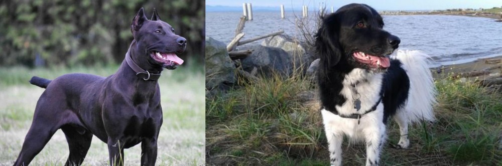 Stabyhoun vs Canis Panther - Breed Comparison
