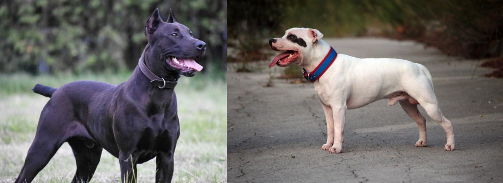 Staffordshire Bull Terrier vs Canis Panther - Breed Comparison