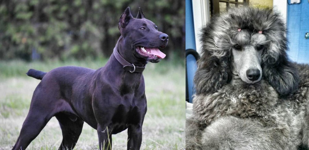 Standard Poodle vs Canis Panther - Breed Comparison