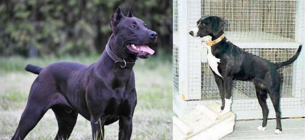Stephens Stock vs Canis Panther - Breed Comparison