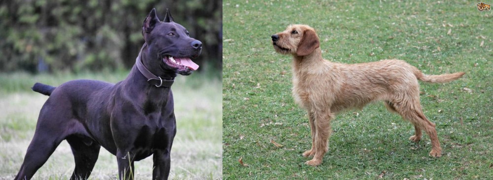 Styrian Coarse Haired Hound vs Canis Panther - Breed Comparison