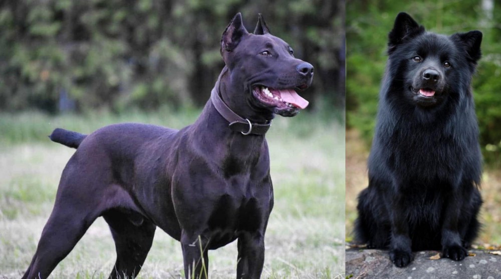 Swedish Lapphund vs Canis Panther - Breed Comparison