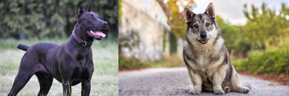 Swedish Vallhund vs Canis Panther - Breed Comparison